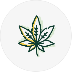 Cannabis
